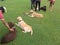 Labrador retrievers waiting for dog show