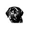 Labrador retriver portrat, illustration im black and white colors