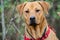 Labrador Rottweiler mixed breed adoption photo