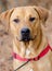 Labrador Rottweiler mixed breed dog adoption portrait