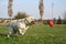 Labrador Running The Ball