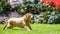 Labrador running to catch a ball stick or treat on a sunny day