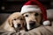 Labrador in a Santa hat and a puppy. Advent calendar, New Year card