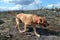 Labrador searching through fire damaged moorland New Forest