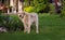 Labrador stands in the garden