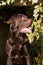 labrador stands upside down, panting expectantly outdoors