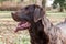 labrador stands upside down, panting expectantly outdoors