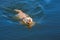 Labrador swimming