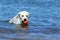 Labrador swimming in the sea with a ball