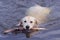 Labrador swimming with stick