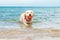 Labrador swims in the sea and carries a ball, a dog plays in the water in summer