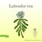 Labrador tea Ledum or Rhododendron groenlandicum - medicinal plant