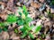 Labrador tea plant in boreal forest in Alaska