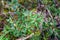 Labrador tea plant in boreal forest in Alaska