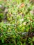 Labrador tea plant in boreal forest in Alaska