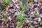 Labrador tea plant in boreal forest in Alaska