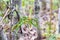 Labrador tea plant in boreal forest in Alaska