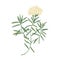 Labrador tea or wild rosemary flowers isolated on white background. Elegant drawing of fragrant wild plant or shrub used