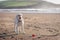 Labrador waiting patiently for his ball to be thrown.