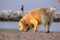 Labrador walking on the beach smelling the passage of other dogs