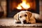 Labrador warms itself in winter near the fireplace