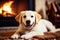 Labrador warms itself in winter near the fireplace