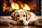 Labrador warms itself in winter near the fireplace