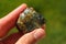Labradorite, an iridescent feldspar mineral from Madagascar held in a hand