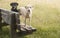 Labradors on a bench