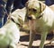 Labradors are kissing. Dogs at the exhibition. Labradors at the