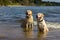 Labradors in the Lake