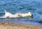 Labradors swimming in the sea