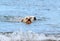 Labradors swimming in the sea with a ball