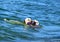 Labradors swimming in the sea with a toy