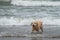 A Labrodor breed dog at sea