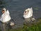 Labudi & mladunci / Swans with baby swans