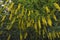 Laburnum alpinum, golden chain, flowers