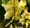 Laburnum anagyroides, Common laburnum, Golden chain