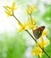 Laburnum with butterfly