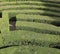 Labyrinth with the hedges in an outdoor garden