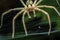 Labyrinth spider Agelena labyrinthica, from the family of funnel spiders, sitting in a tunnel from its web