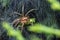 Labyrinth Spider eating grasshopper