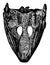 Labyrinthodonts heads, Archegosaurus and Mastodonsaurus, vintage engraving