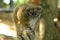 Lac Alaotra Gentle Lemur (Hapalemur alaotrensis)