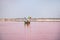 LAC ROSE, SENEGAL - APR 22, 2019: A man carries tourists on a wooden boat on a pink lake near the town of Dakar. It is a salt lake