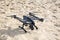 Lacanau , Aquitaine / France - 04 26 2020 : Yuneec Typhoon Drone Professional Real sense on sandy beach