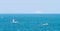 Laccadive Sea with boats and sailboats and coastline Chinnamuttom Beach in the vicinity of Kanyakumari town
