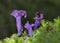 Laccaria amethystina, commonly known as the amethyst deceiver, or amethyst laccaria, is a small brightly colored mushroom