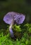 Laccaria amethystina, commonly known as the amethyst deceiver, or amethyst laccaria, is a small brightly colored mushroom