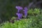 Laccaria amethystina, commonly known as the amethyst deceiver, or amethyst laccaria, is a small brightly colored mushroom